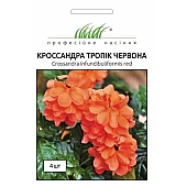 Кроссандра Тропик красная