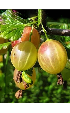 Агрус Златогор