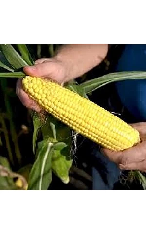 Кукуруза Сахарная Акцент F1  Syngenta