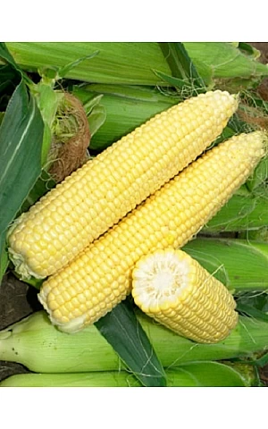 Кукуруза Сахарная GH 2042 F1  Syngenta