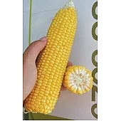 Кукуруза Сахарная GSS 8529 F1  Syngenta