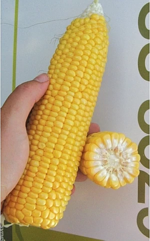 Кукуруза Сахарная GSS 8529 F1  Syngenta