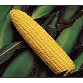 Кукуруза Сахарная GSS3071 F1  Syngenta