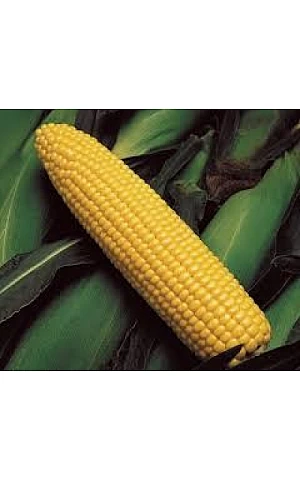 Кукуруза Сахарная GSS3071 F1  Syngenta