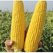Кукуруза Сахарная GSS5649 F1  Syngenta