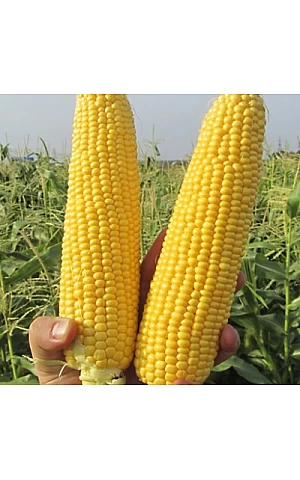 Кукуруза Сахарная GSS5649 F1  Syngenta