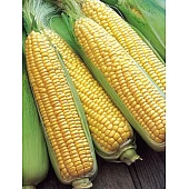 Кукуруза Сахарная MORELAND (GSS 1453 F1)  Syngenta