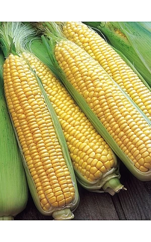 Кукуруза Сахарная MORELAND (GSS 1453 F1)  Syngenta