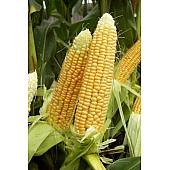 Кукуруза Сахарная Шайнрок F1  Syngenta