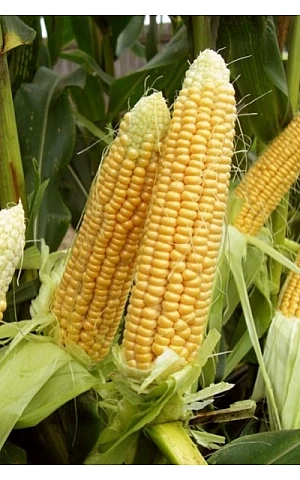 Кукуруза Сахарная Шайнрок F1  Syngenta