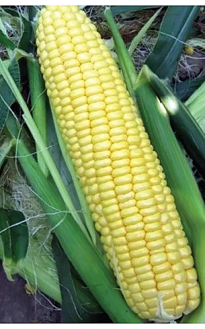Кукуруза Сахарная Свитстар F1  Syngenta
