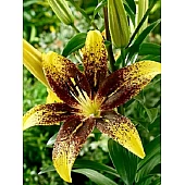 Лілія азіатська Tango Graffiti