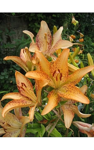 Лилия азиатская Tango Kentucky