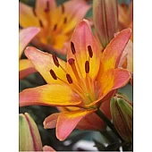 Лилия горшковая Lady Like (Леди Лайк)