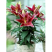 Лілія Горшкова Magny Course (Магни Корзо)