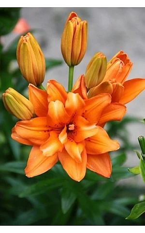 Лилия махровая азиатская Orange Twins