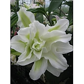 Лілія махрова оріетнальная Lodewijck (Людовик)