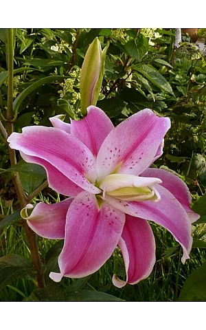 Лілія махрова оріетнальная Sweet Rosy (Світ Росі)