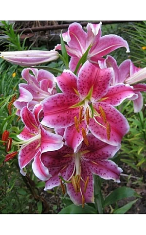 Лілія орієнтальна Mero Star (Меро Стар)