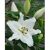 Лілія орієнтальна Simplon (Симплон)