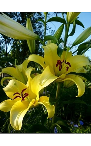 Лілія OT-гібрид гігант Yellowin
