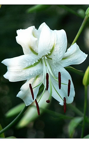 Лилия тигровая свисающая Speciosum Album