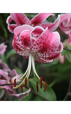 Лилия тигровая свисающая Speciosum Rubrum