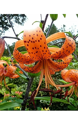 Лилия тигровая свисающая Tigrinum Splendens (Тигринум Сплендерс)