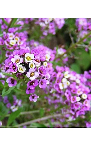 Лобулярия Королевский ковер смесь