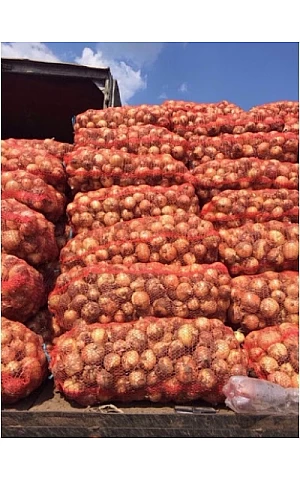 Цибуля Медуза F1  Takii Seeds