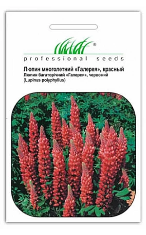 Люпин Фестиваль красный
