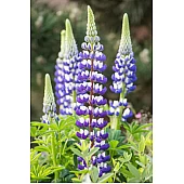 Люпин Governor (Говернор)