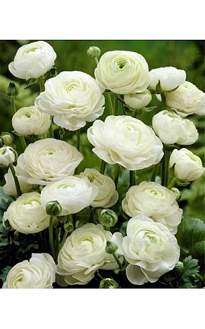 Лютик Білий (White)