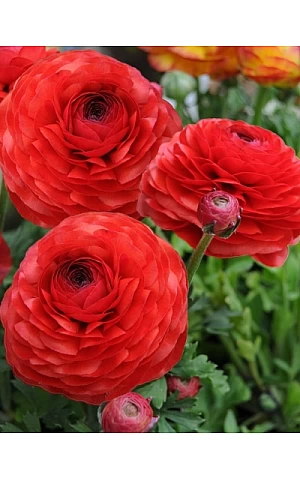 Лютик Червоний (Red)