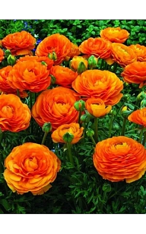 Лютик Помаранчевий (Orange)