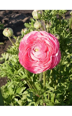 Лютик Рожевий (Pink)