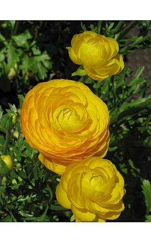 Лютик Жовтий (Yellow)