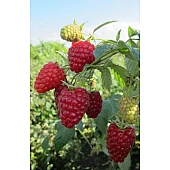 Малина Жар-Птиця