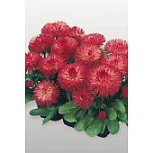 Маргаритка Habanera Red