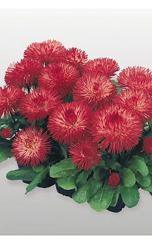 Маргаритка Habanera Red