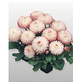 Маргаритка Habanera Rose