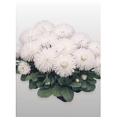 Маргаритка Habanera White