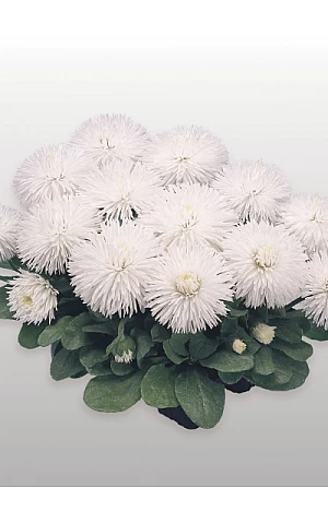 Маргаритка Habanera White