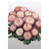 Маргаритка Habanera White with Red Tips