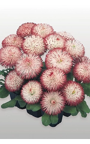 Маргаритка Habanera White with Red Tips