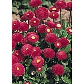 Маргаритка Tasso Deep Rose