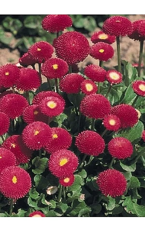 Маргаритка Tasso Deep Rose