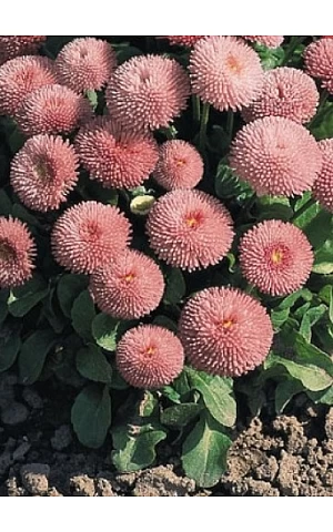 Маргаритка Tasso Pink