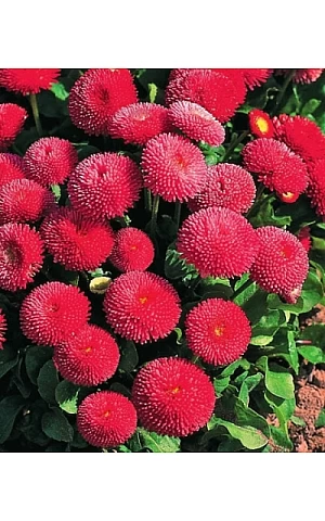 Маргаритка Tasso Red