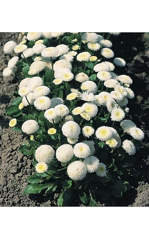Маргаритка Tasso White